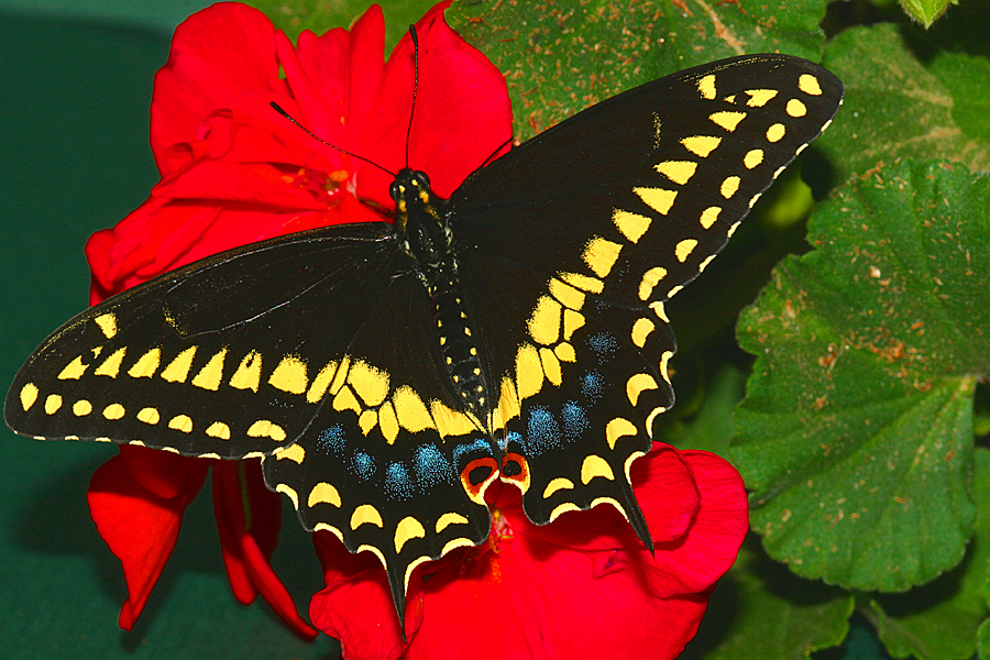 Adult male Papilio polyxenes asterius