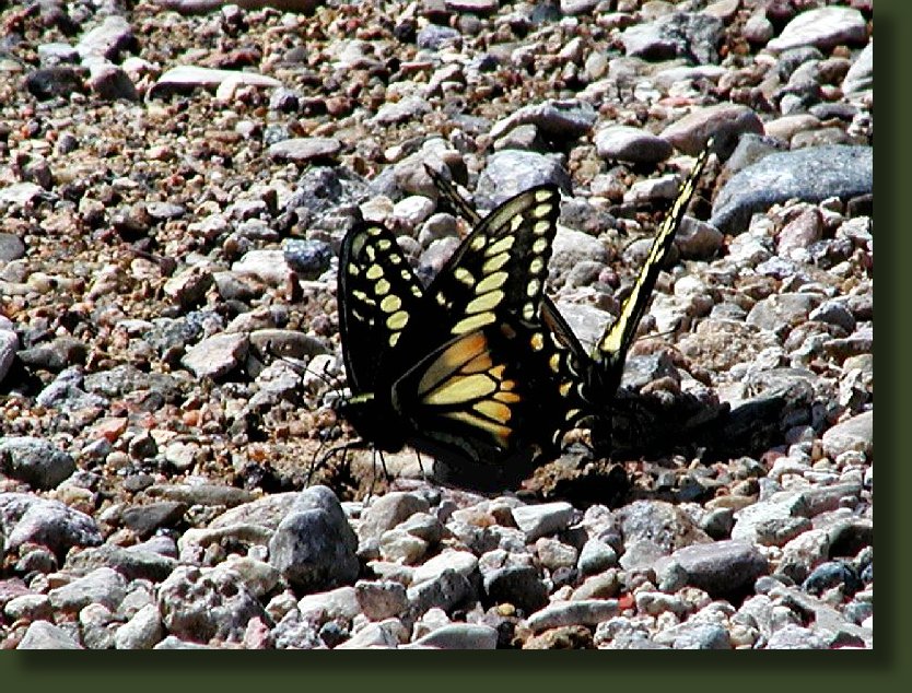 Photos of Utah Butterflies, Lepidoptera, Photo of Desert Swallowtail Butterfly, Lepidoptera Papilionidae Papilioninae Papilio coloro, April 25, 2004, Lytle Ranch, Washington County, Utah, ©Nicky Davis