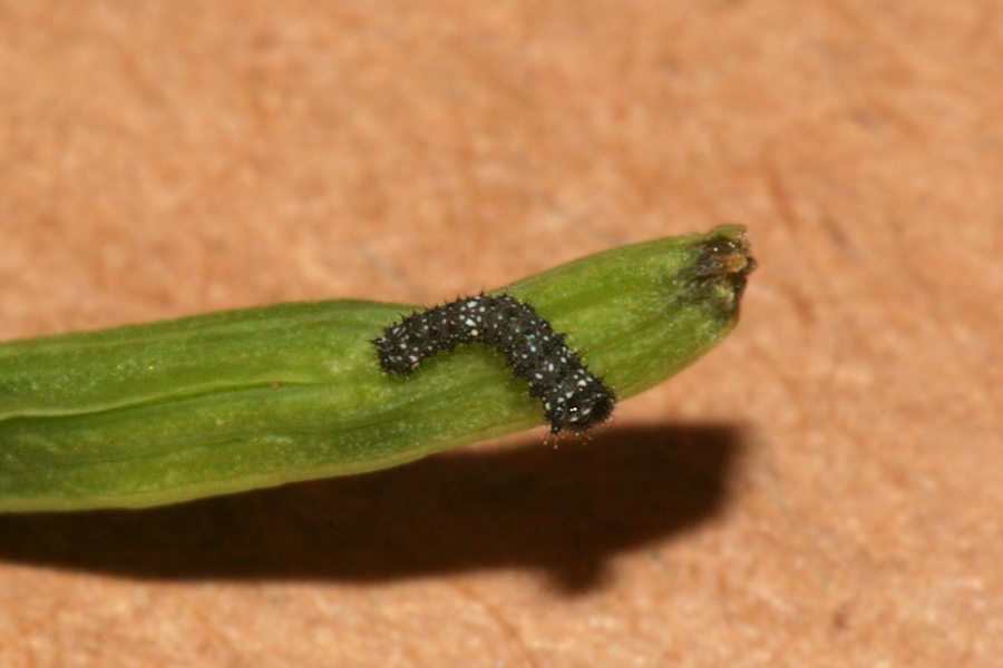 1st instar