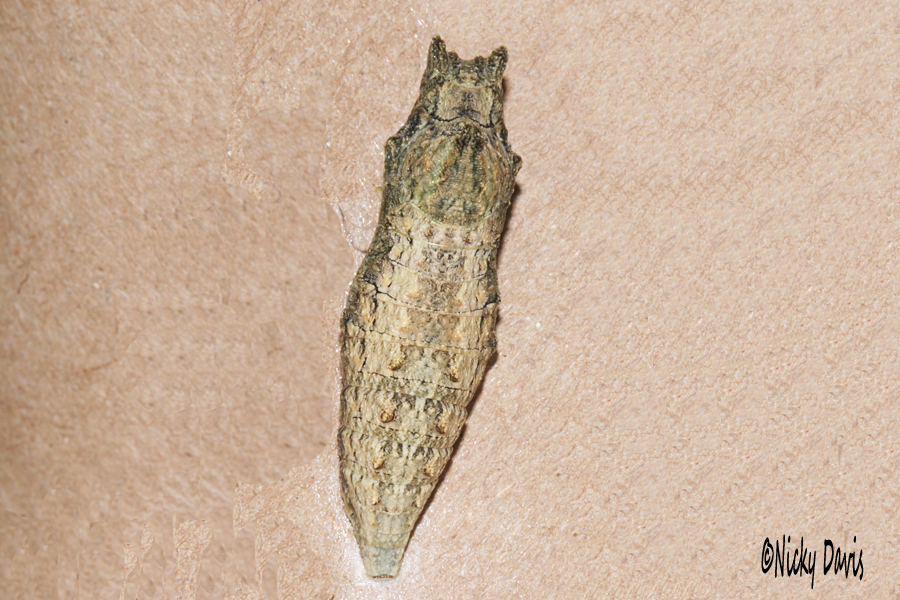 a different colored pupa