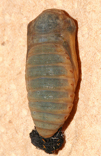 pupa #2 - ventral - July 09, 2007