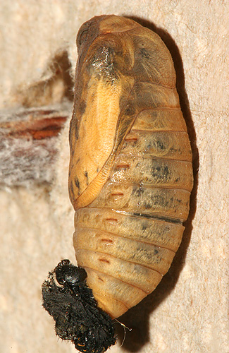 pupa #2 - 8:17 A.M. July 11, 2007. ventral