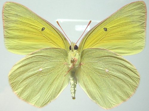 ventral specimen - Female Queen Alexandra's Sulphur