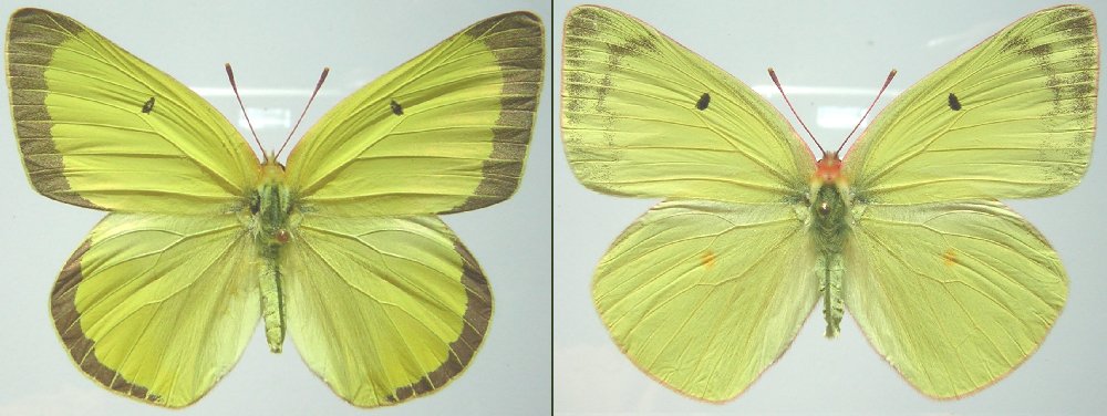 Male and Female Queen Alexandras' Sulphur specimen
