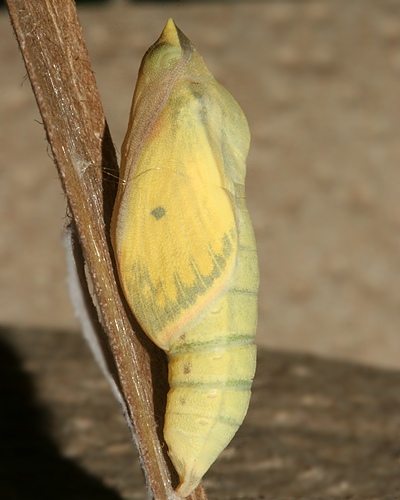 Female pupa #12 1:34 before eclosure