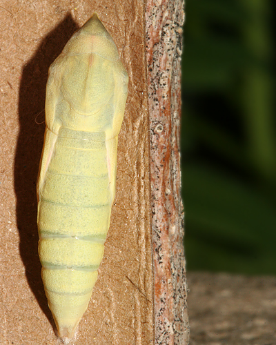 Female pupa 1:34 hours prior to adult emerging
