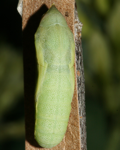 Pupa #2 formed 30 June, photo on 6 July 2009