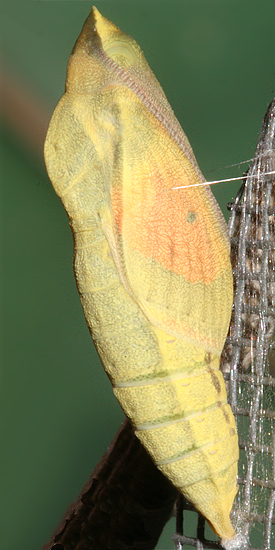 pupa 1 hr. 17 min. before adult emerged
