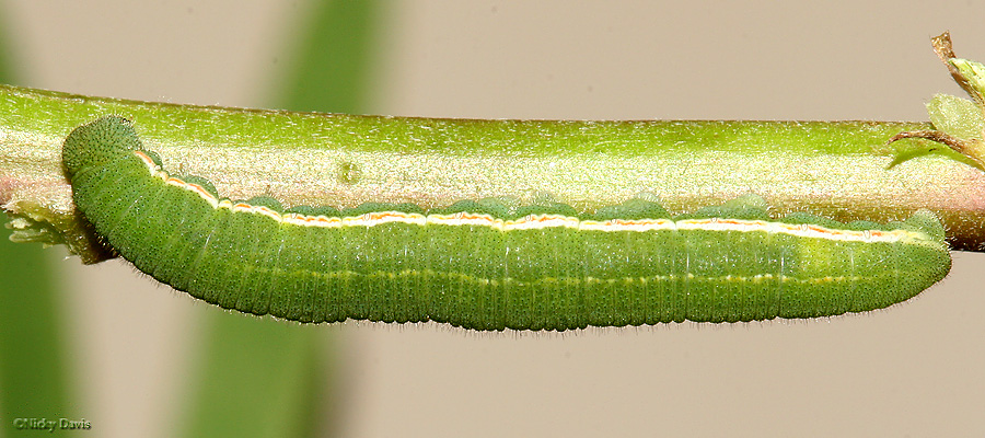 at an angle to show both top and side of larva