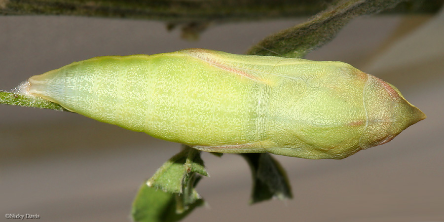 development of pupa- dorsal view