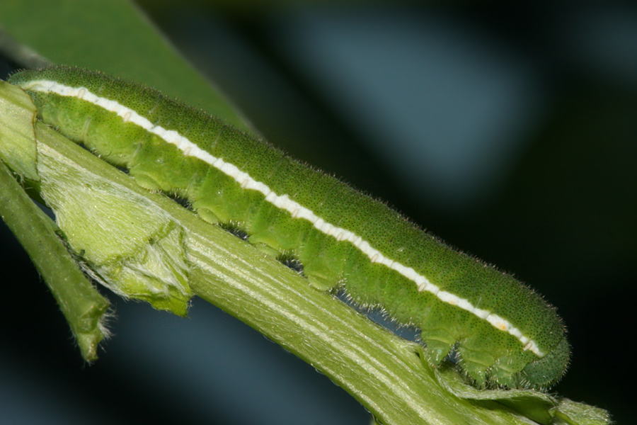 5th instar on the 20th April