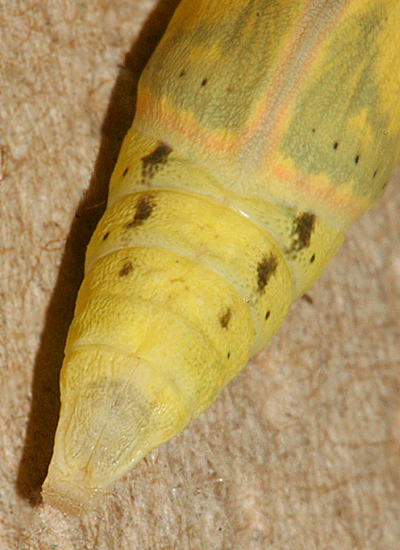 tip of the female pupa abdomen