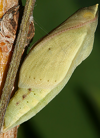 male pupa on 31 May 2009
