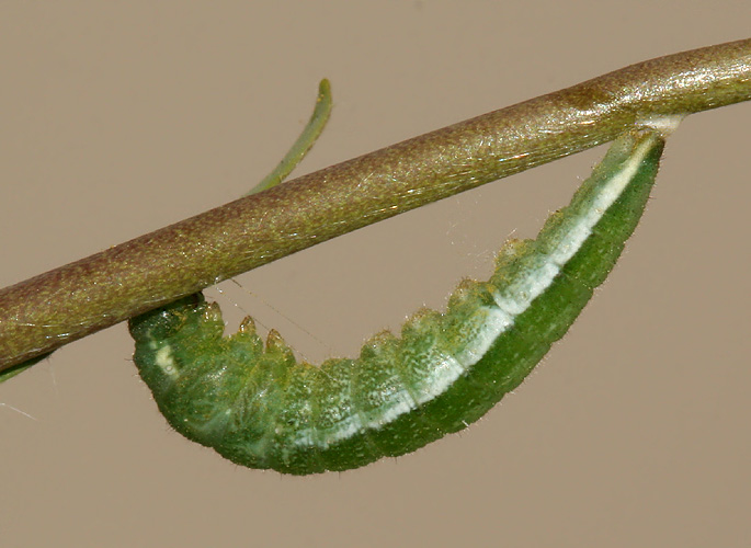 Larva #1 forming pupa on May 14, 2006