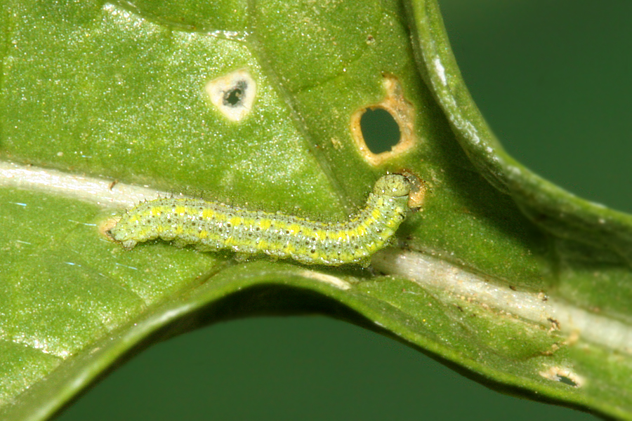 young instar