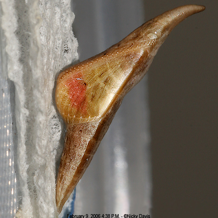 pupa, female Anthocharis stella browningi, 02-09-06