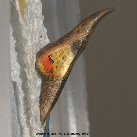 female A. stella browningi pupa 2-11-06