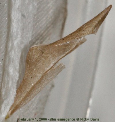 Thoosa pupa shell after emergence- February 1, 2006