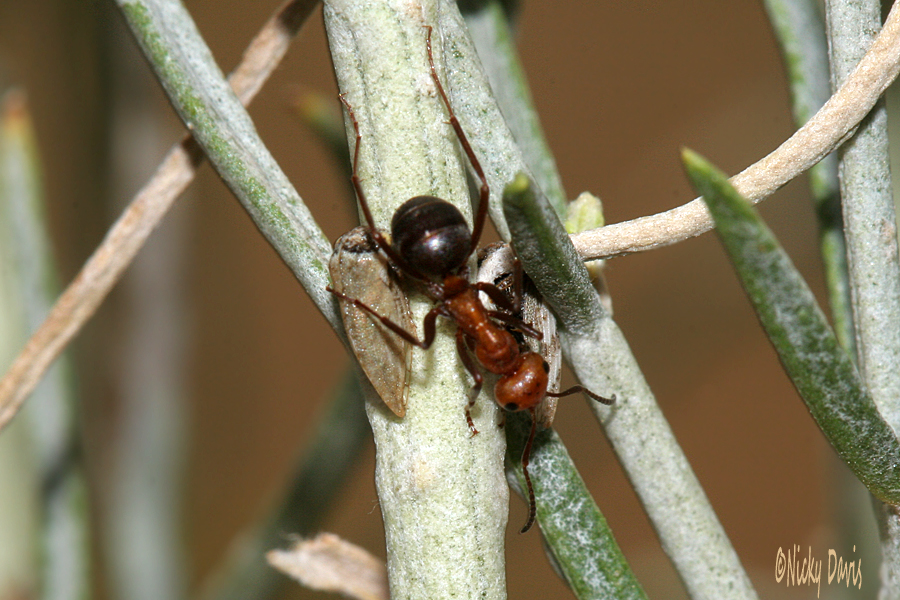 ant tending