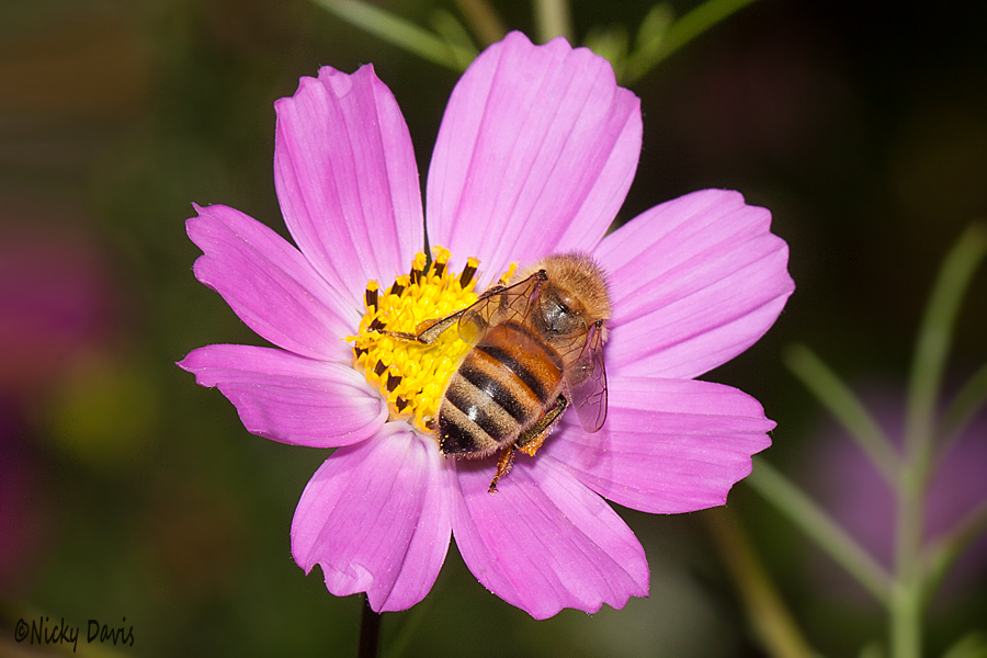 bee on pink in Draper 21oct2016