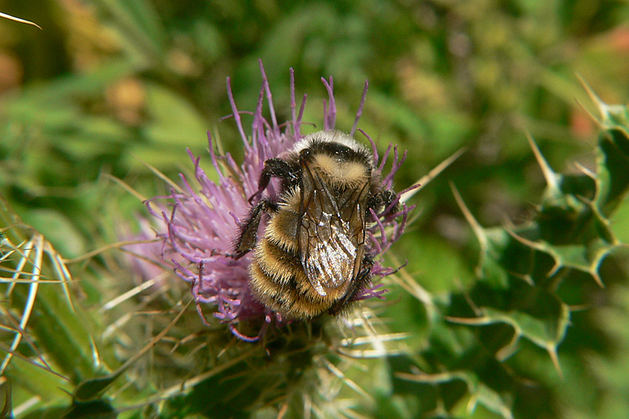 Mountain Bumble Bee