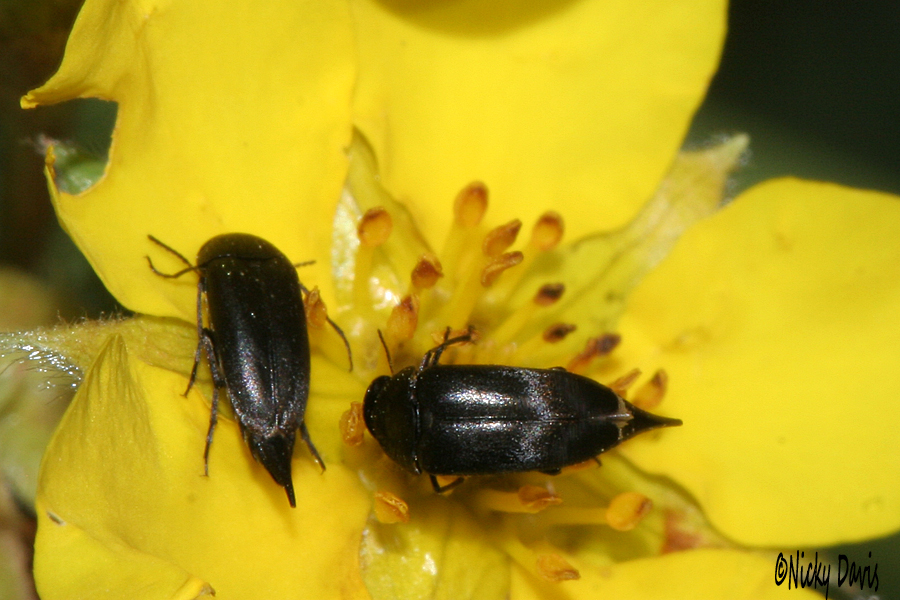 beetle_black posterior