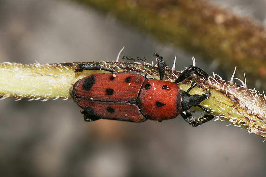 beetle red with black spots