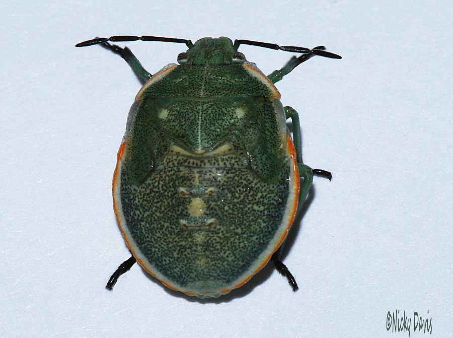 Two-Faced Green Beetle