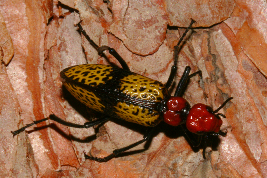 black, yellow with red head and thorax