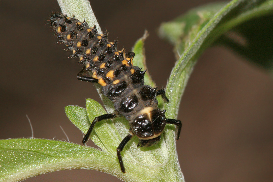 lady bug larva