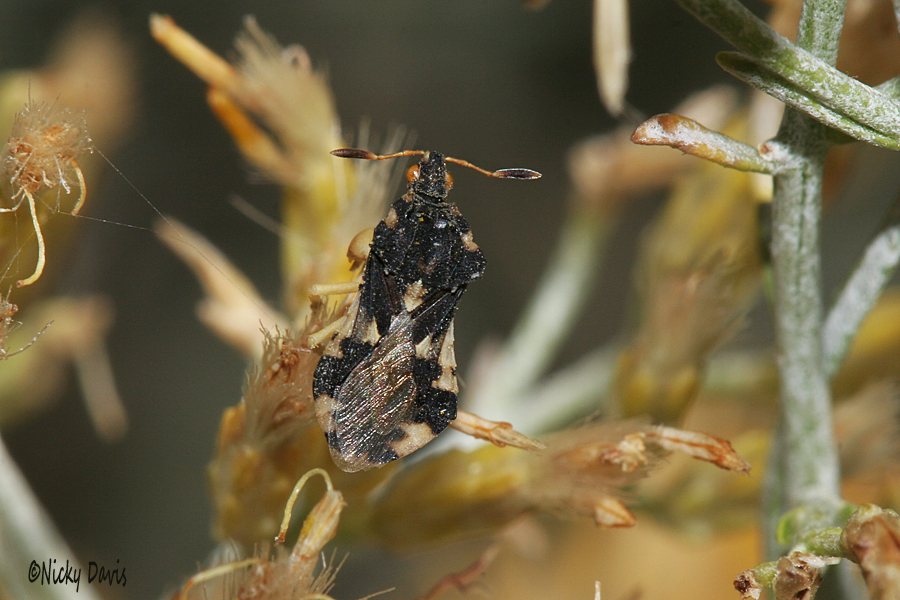 jagged Ambush Bug Phymata