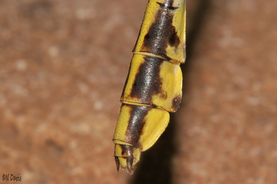 female appendages
