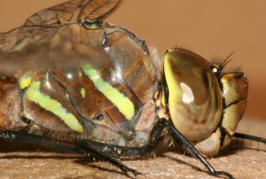 side of thorax and head