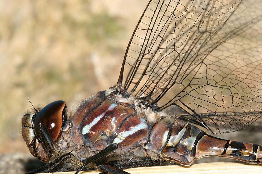 thorax and head - side view