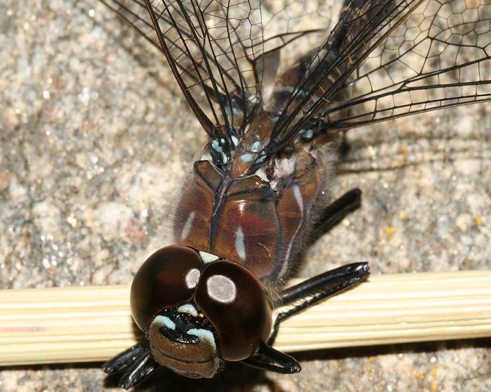 Thorax and head - top view