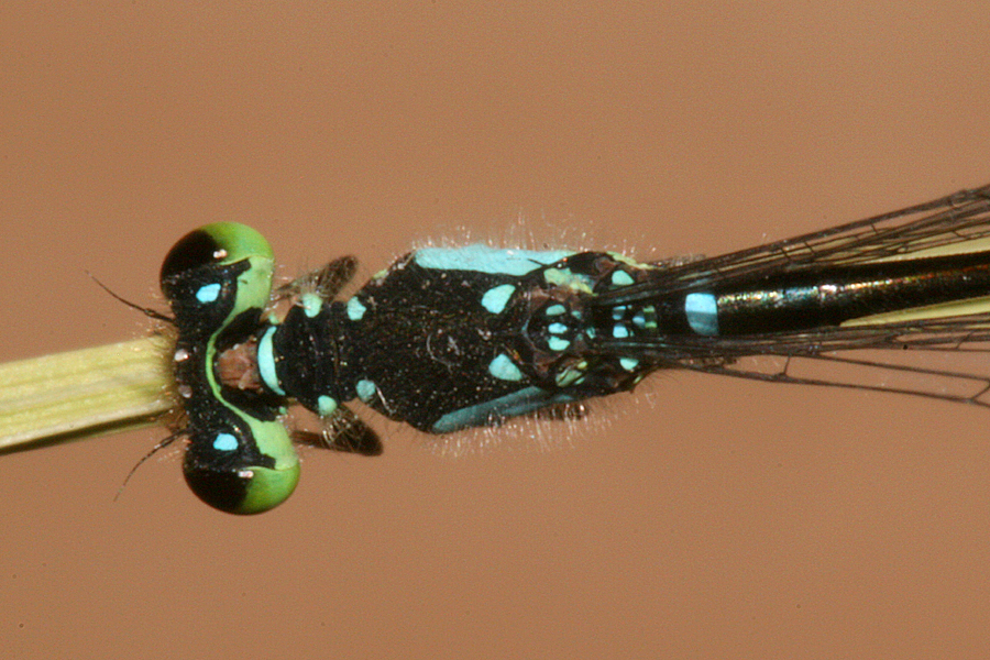 dorsal view of thorax