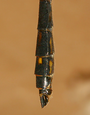 male appendages