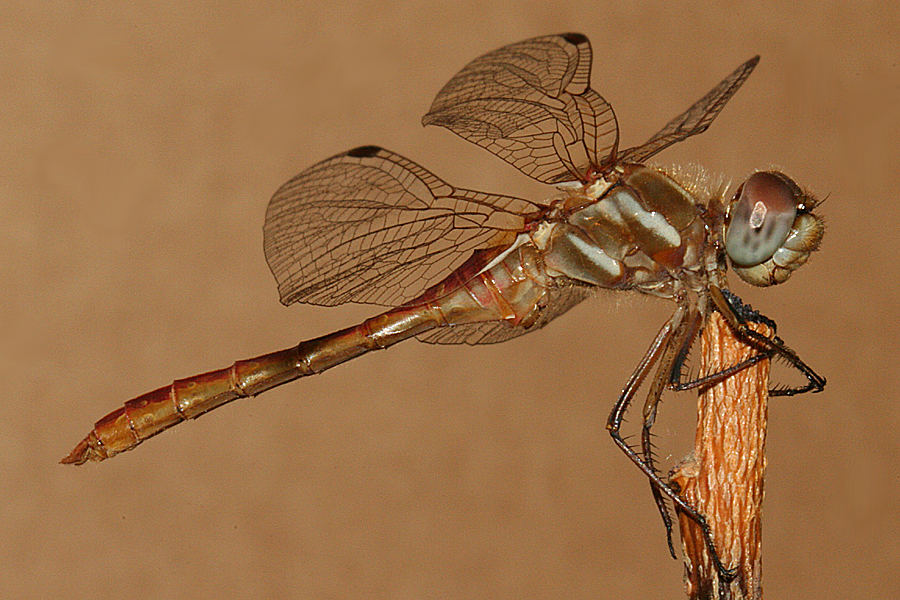 male lateral view