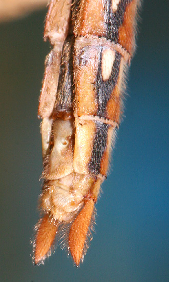 ventral view of appendages