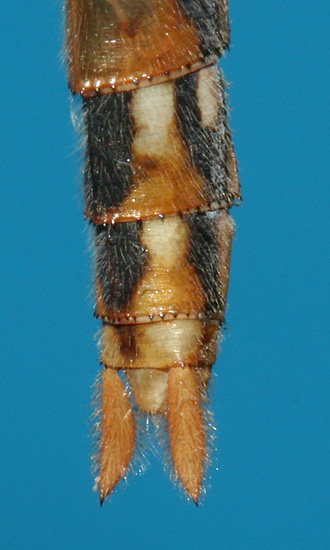 angled view of appendages