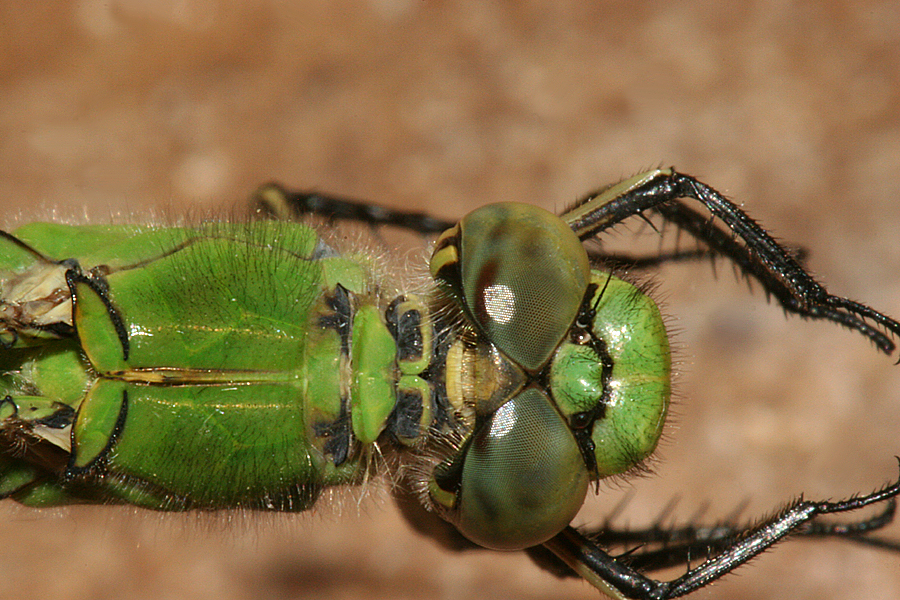 thorax and head 7