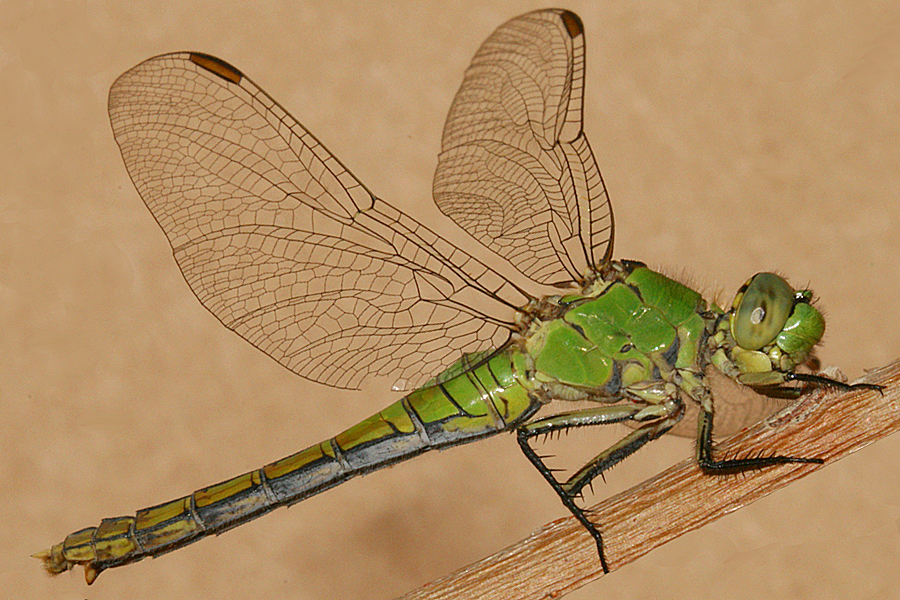 Female - Full lateral View
