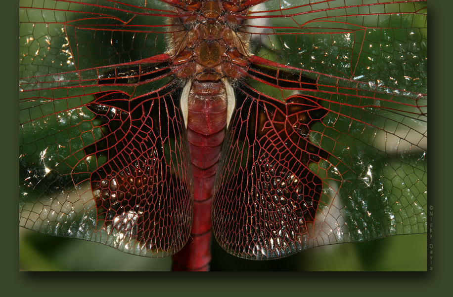inner wing and thorax