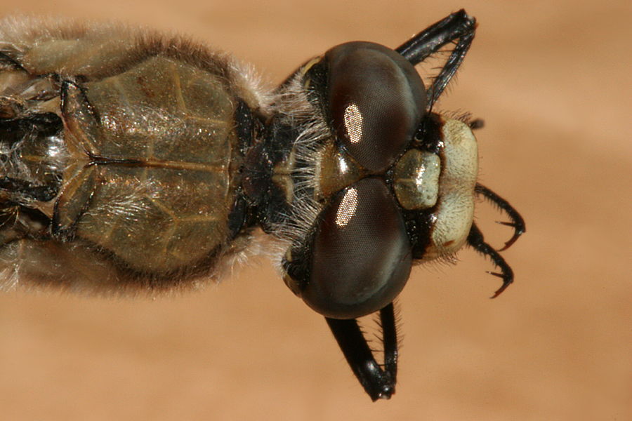 thorax and
        head