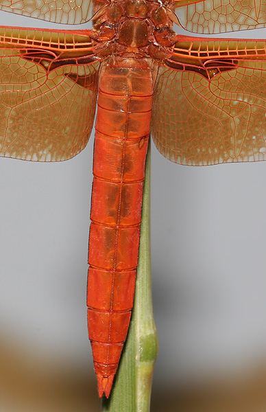dorsal
                          view of abdomen41