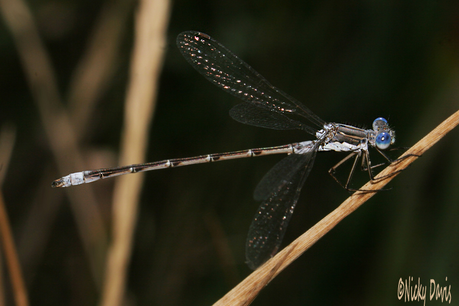 lyre tipped Damselfly at Jordanelle