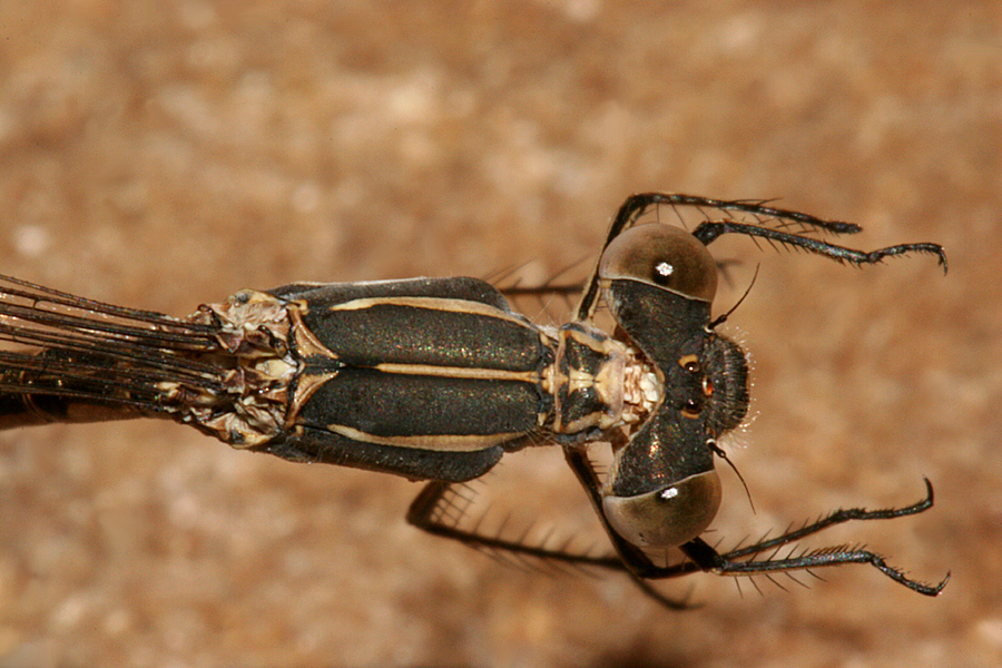 female thorax, dorsal view