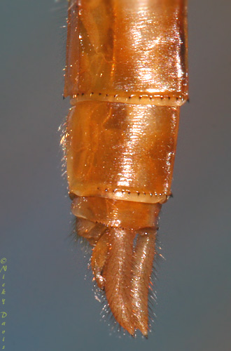 view of appendages