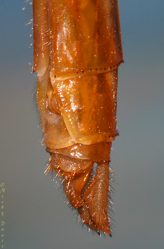 view of appendages