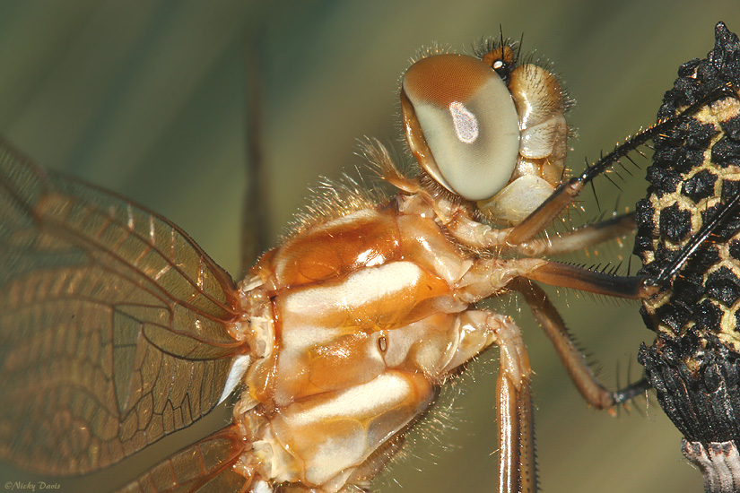 lateral view of head and thorax